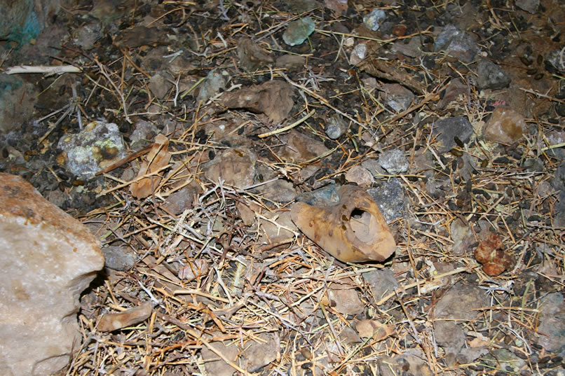 A hoof near a packrat nest in one of the side tunnels.