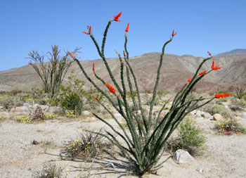 ocotillo