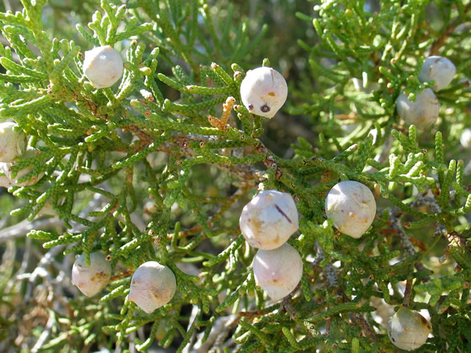 Several large junipers are near the homestead.