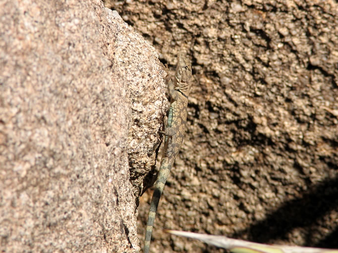 This one was curious enough to let us get a close up of how it uses its sharp, slender claws to grip the surface of a rock.