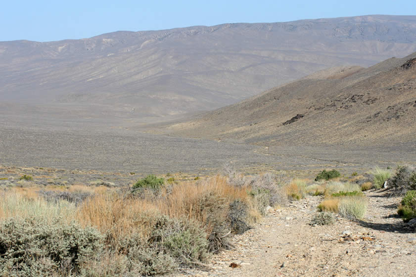 We start the drive back to Emigrant Canyon Road but quickly get side tracked by the colorful wildflowers.