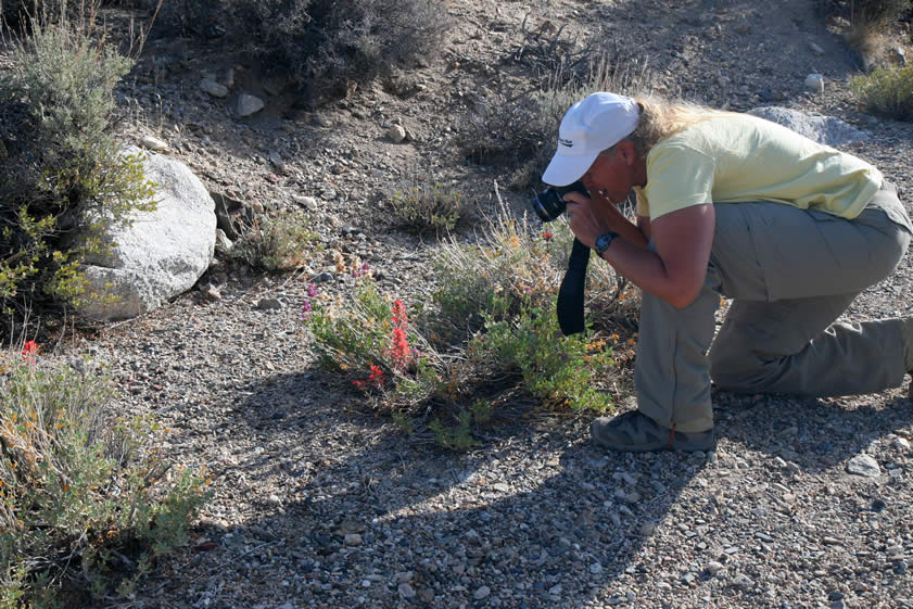 Jamie spots some Indian paintbrush.