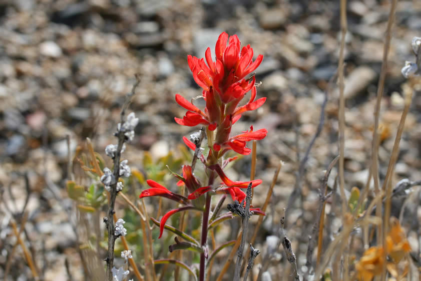 Paintbrush plants show a varied degree of parasitism and often absorb food and water from the roots of host plants.