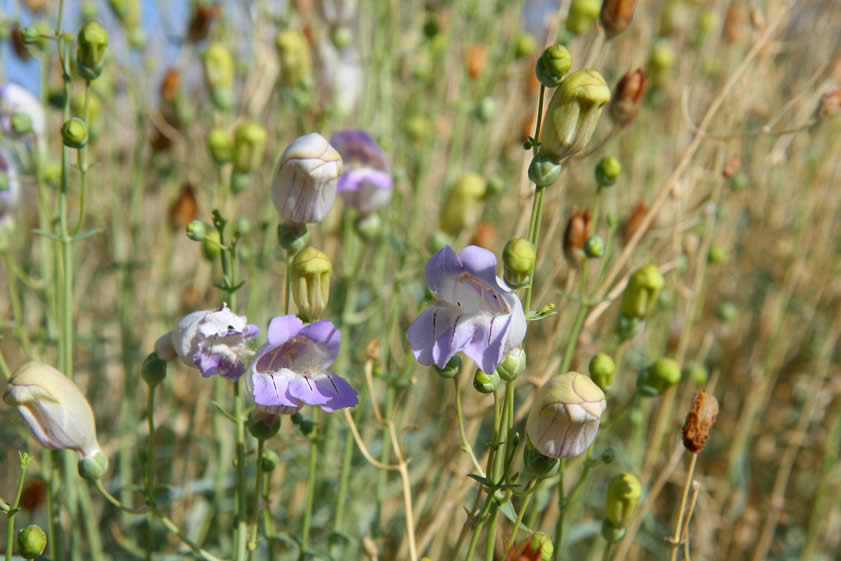 Showy clumps of Panamint penstemon also catch our eye.