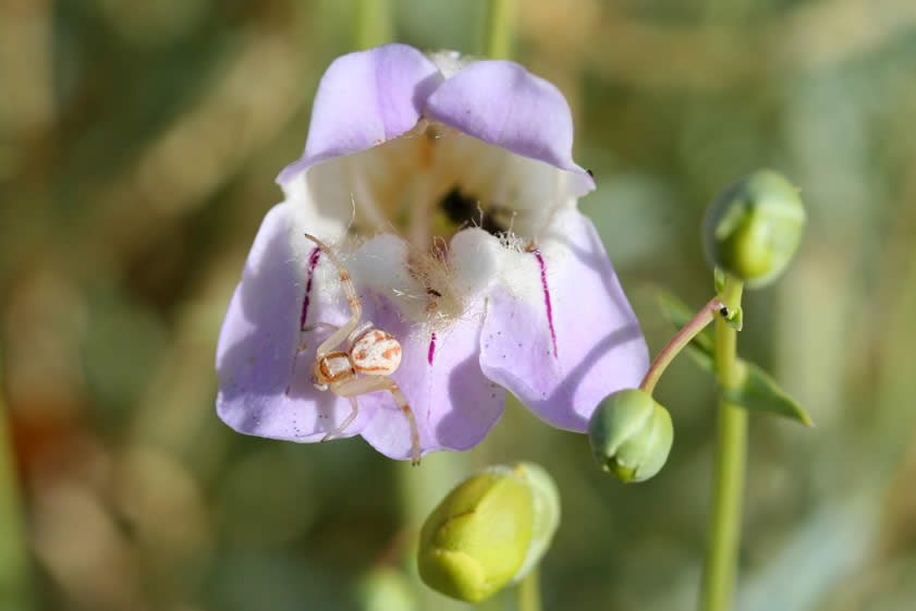 Many insects will respond to the purple nectar guides seen here and  become unwitting victims of the tiny crab spider.