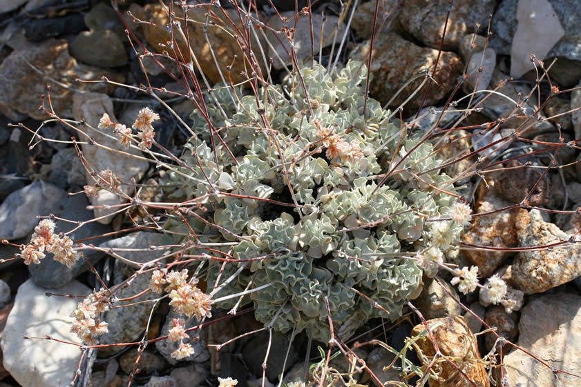 This appears to be cushion buckwheat.