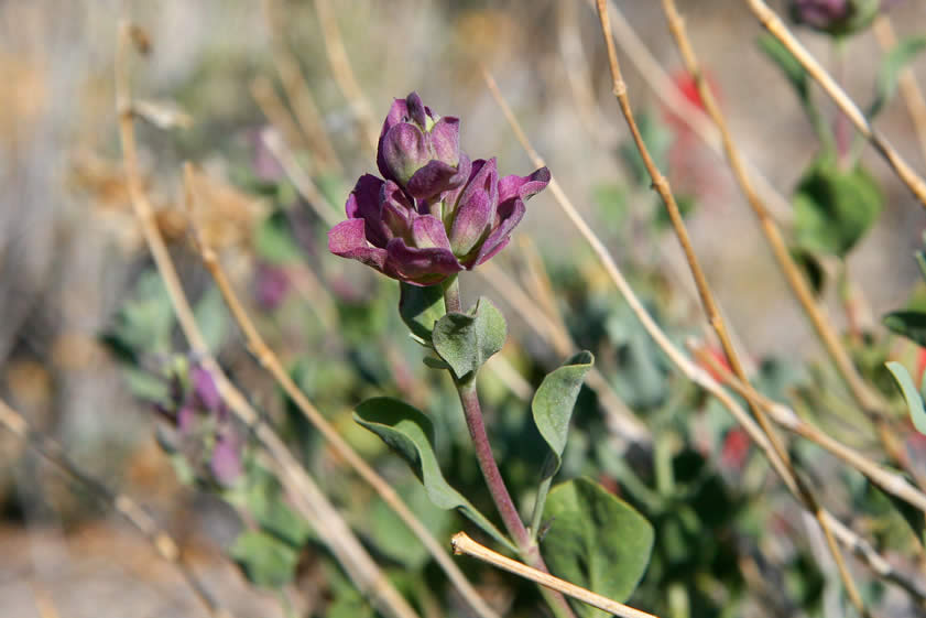 We're not sure what this is but we love the purple color!