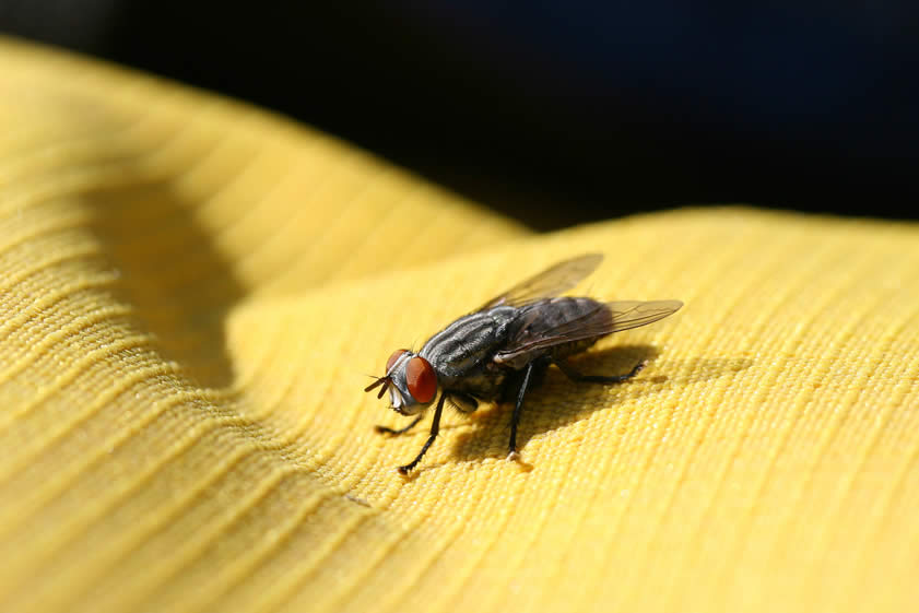 Returning to the truck, we find that it's been commandeered by a pretty nasty looking fly!