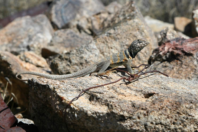 The lizard was very patient with us and posed for quite a while!