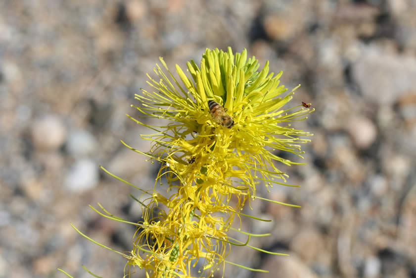 We decide to pull over to check out the yellow flowers growing alongside the road.  They appear to be Panamint plume and a closer look shows that they're very popular with the insects.