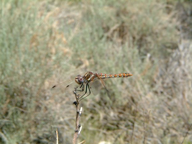 dragonfly