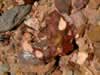 Another shot of the jasper hills material. (107kb)