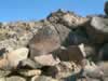 Beyond the springs is a hillside of petroglyphs. The next pics show more of the variety. (89kb)