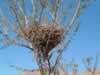 A bird's nest in the wash approaching the Old Dominion Mine. (104kb)