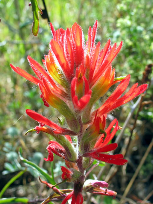 Indian paintbrush
