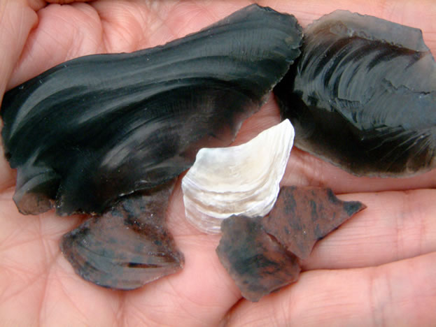 Some chips and a fragment of mussel shell.
