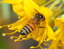 bee and flower