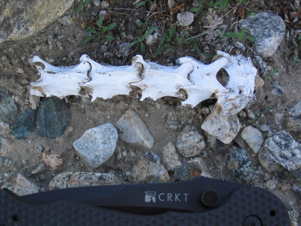 Small animal vertebrae.