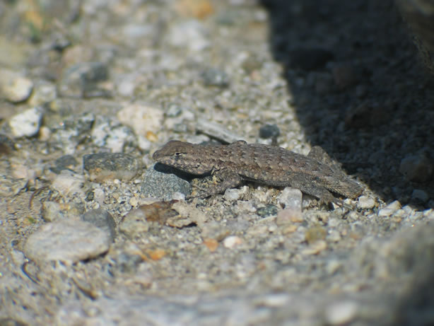 Stumpy the lizard.