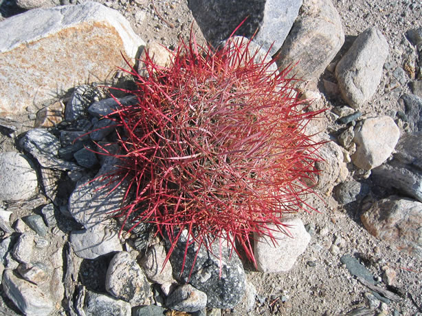 A colorful barrel cactus.