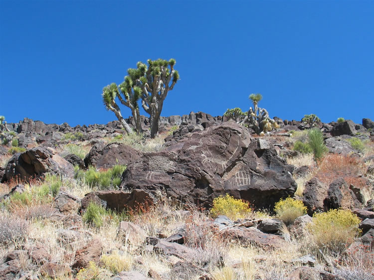 To the left is a bighorn with an immense body while to the right is what appears to be a mountain lion with bighorn attributes in the form of front facing horns!