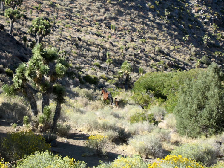 As we pass through the spring area we hear the clatter of hooves as two horses and a young foal scramble for the hillside.
