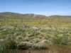The hike to what we hoped would be a petroglyph area was like hiking through a garden. (109kb)