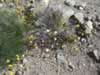 The flowers in this area were spectacular. (185kb)