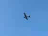 The stillness was broken by the drone of a plane that dropped down for a look. (16kb)
