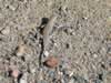 The washes were alive with swift running zebra-tail lizards. (189kb)