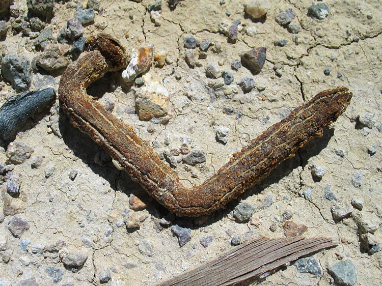 We're pleased that lots of historic trash still remains to create a link to past inhabitants and their activities.