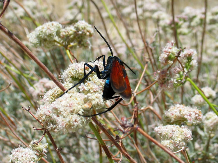 Jamie does a nice job of getting some close up shots of those tarantula hawks.