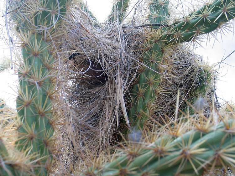 In one of the chollas is this well constructed bird's nest.
