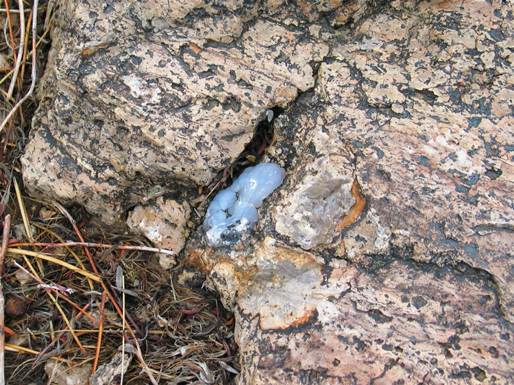 Pockets of blue chalcedony can be found weathering out of the rock near the wash.