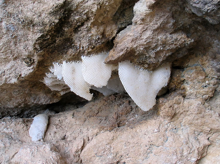 Some of the hive portions are still intact.