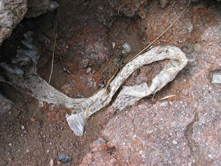 The snake skin is more recent!