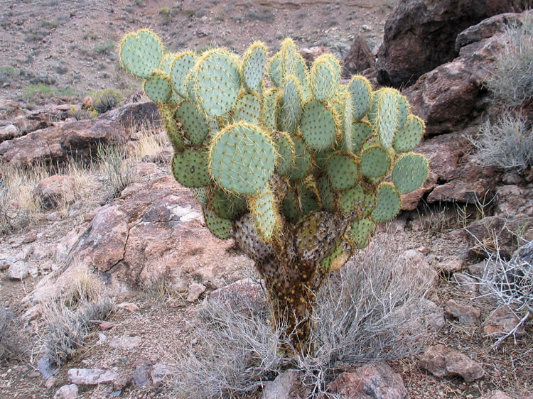 This appears to be a pancake prickly pear.  It grows to be three to seven feet tall with a stout trunk and is noted for its round pads.