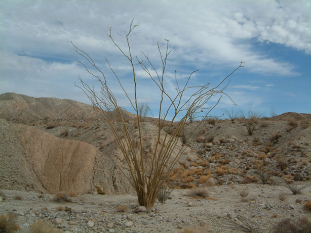 ocotillo