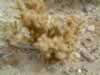 cholla (173kb)