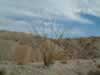 ocotillo (105kb)