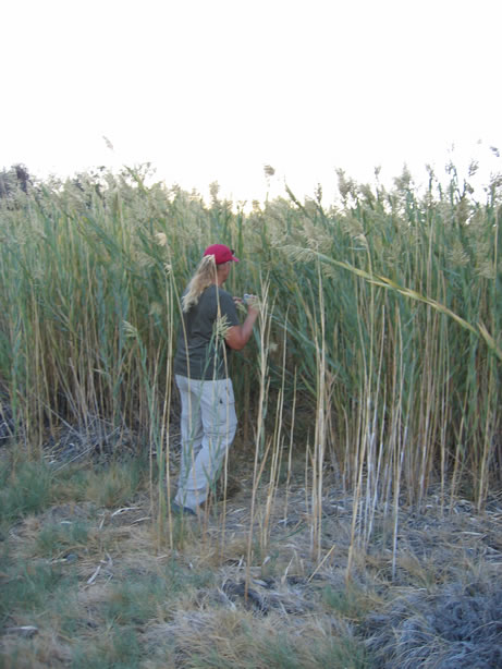 Trying to find those pupfish.