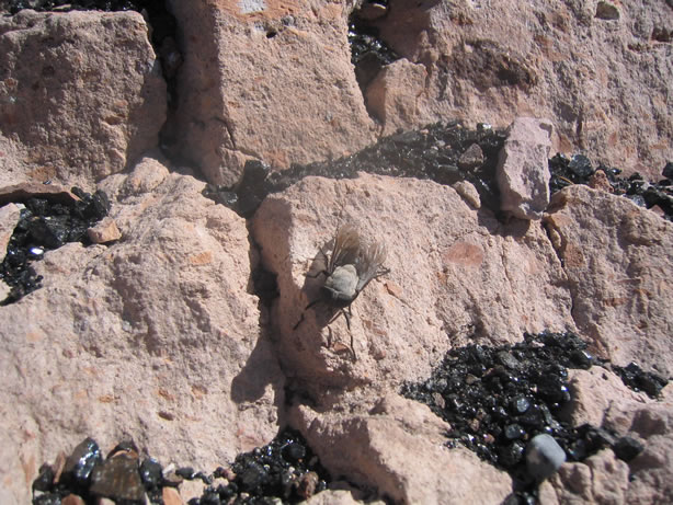 One of a legion of horseflies that followed us everywhere.