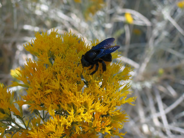 carpenter bee