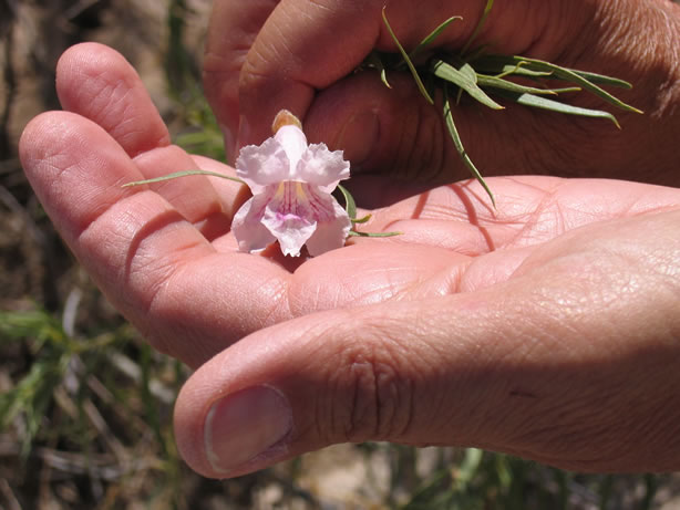 Desert willow flower.