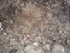 Unexplained pile of wings on tunnel floor. (107kb)
