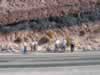 The spectacular road cut east of Shoshone. (104kb)