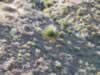 Nolina with Mojave yucca in upper right. (132kb)
