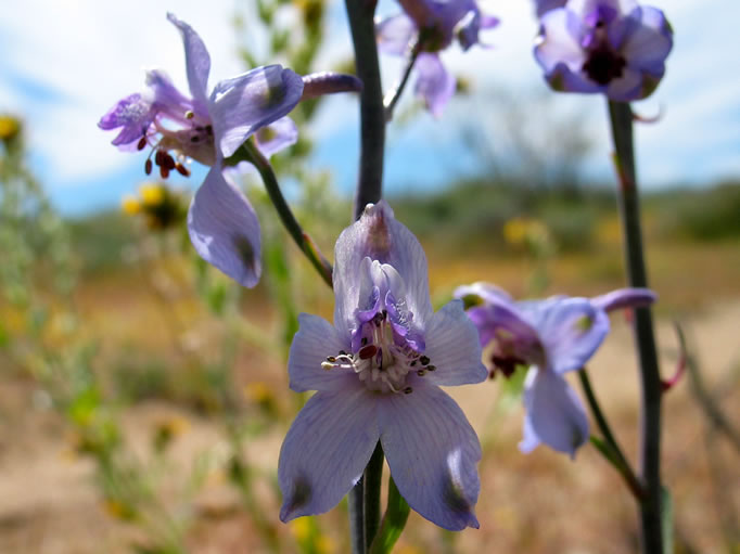 Close-up of desert larkspur flower.