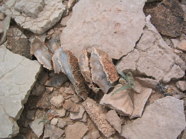 petrified palm
