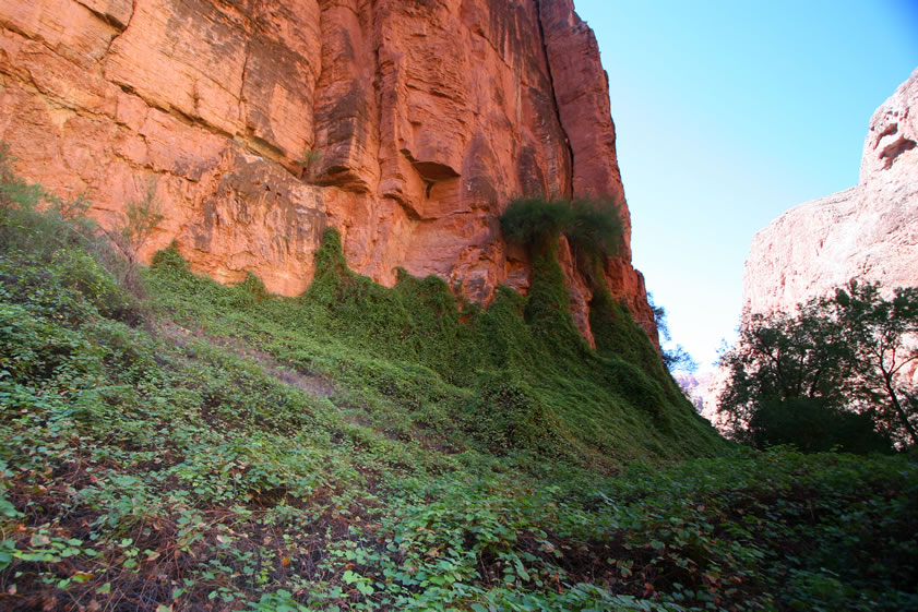 A long stretch of the trail passes through an area choked with vegetation.
